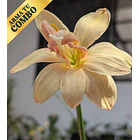 Appricot King 1