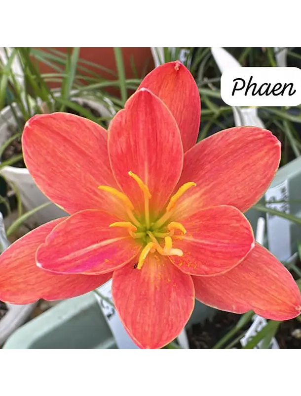 Phaen