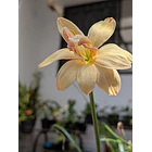 Appricot King 3