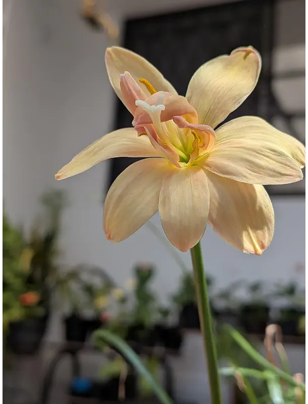 Appricot King 3