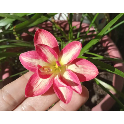 Rosy Cheek