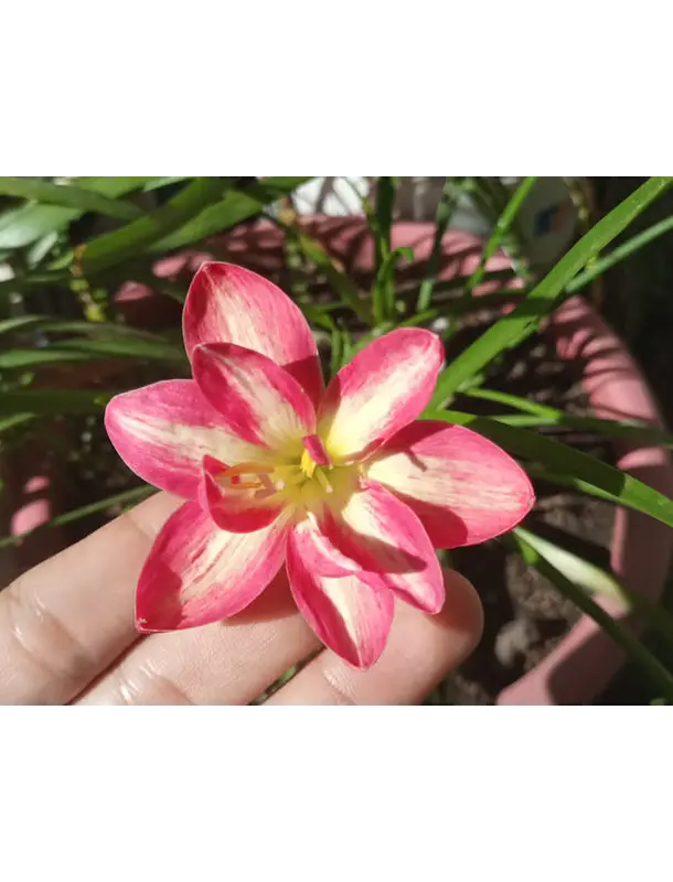 Rosy Cheek