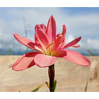 Beauty Mystic 1