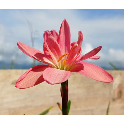 Beauty Mystic