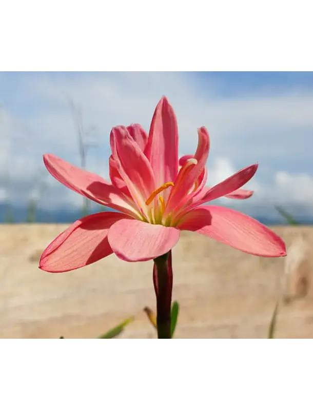 Beauty Mystic 1