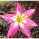 Classic Rose 1
