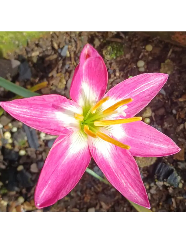 Classic Rose 1