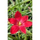 Alegria roja 1