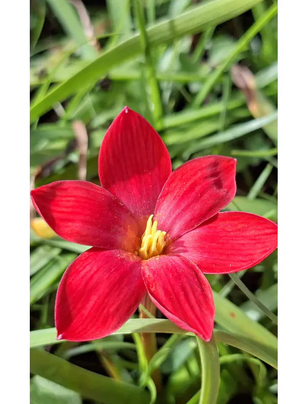 Alegria roja 1