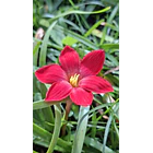 Alegria roja 2