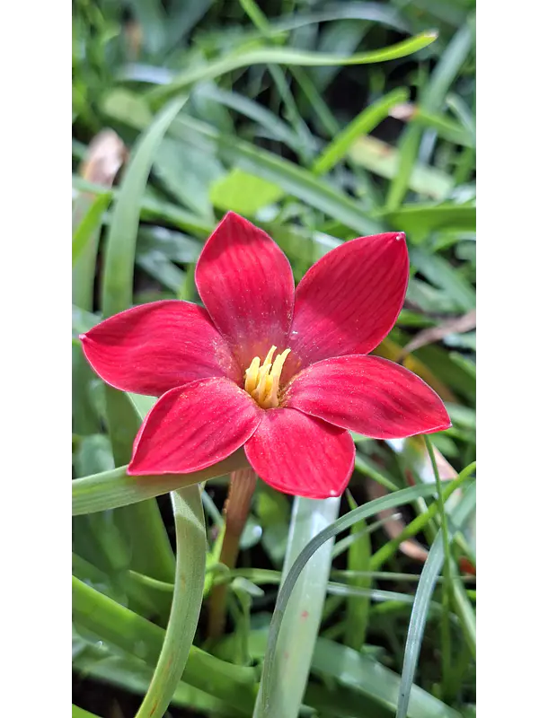 Alegria roja 2