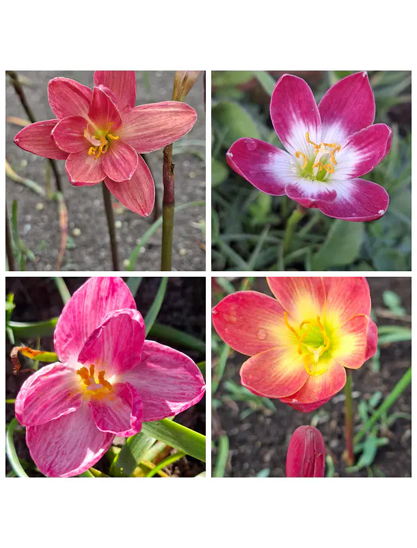 Combo Primavera