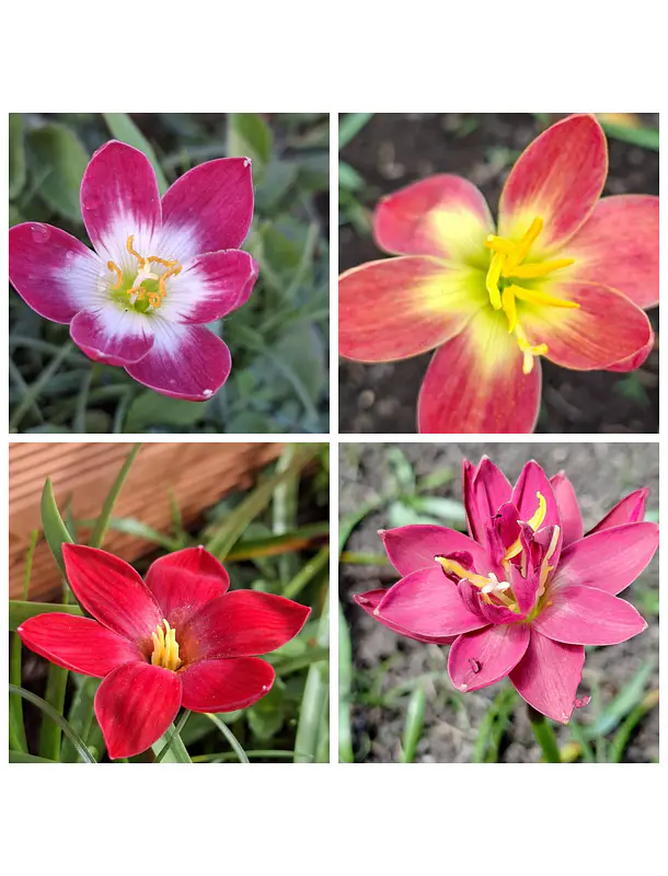 Combo Alegria roja