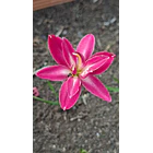 Doble Fucsia  1