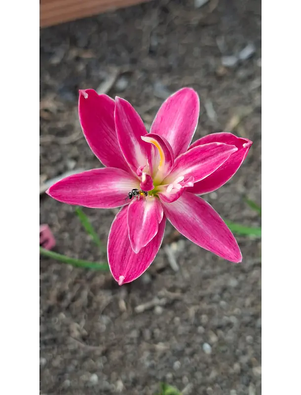 Doble Fucsia  1