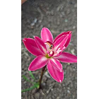 Doble Fucsia  2