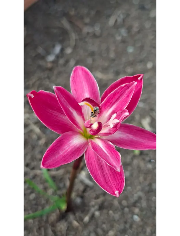 Doble Fucsia  2