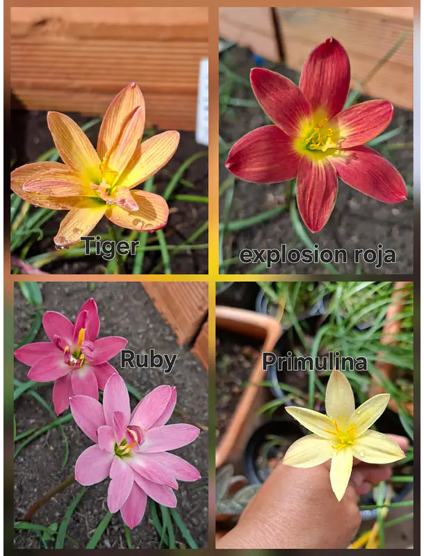 Combo Primavera