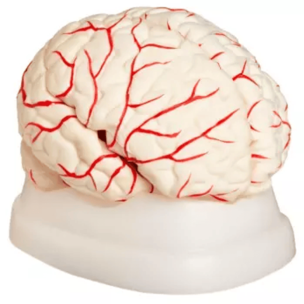 Cerebro 11x15 cm 8 Piezas Material Rigido  