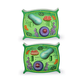 Modelo Didáctico de Célula Vegetal E2371PC