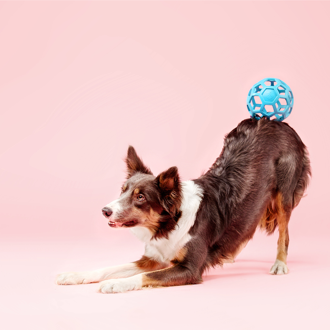 Brinquedo para cães 1