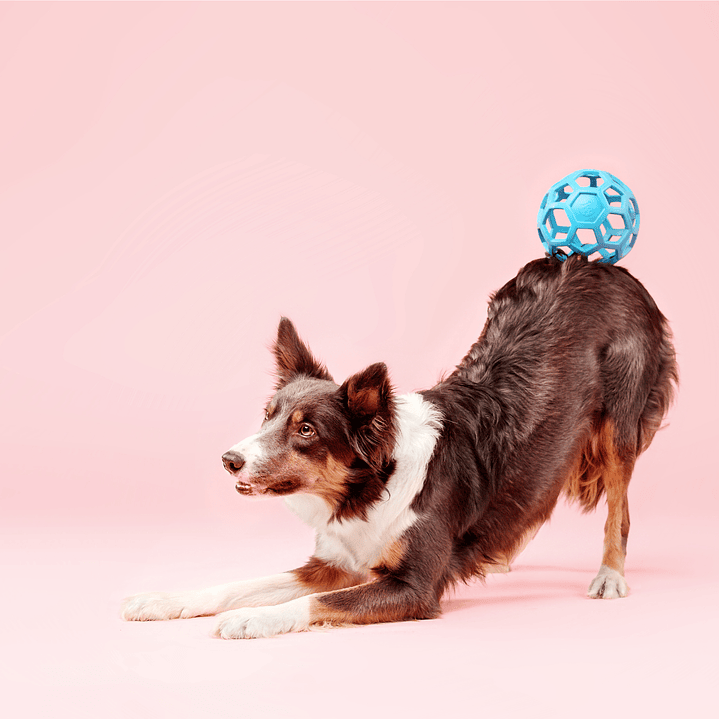 Brinquedo para cães 1