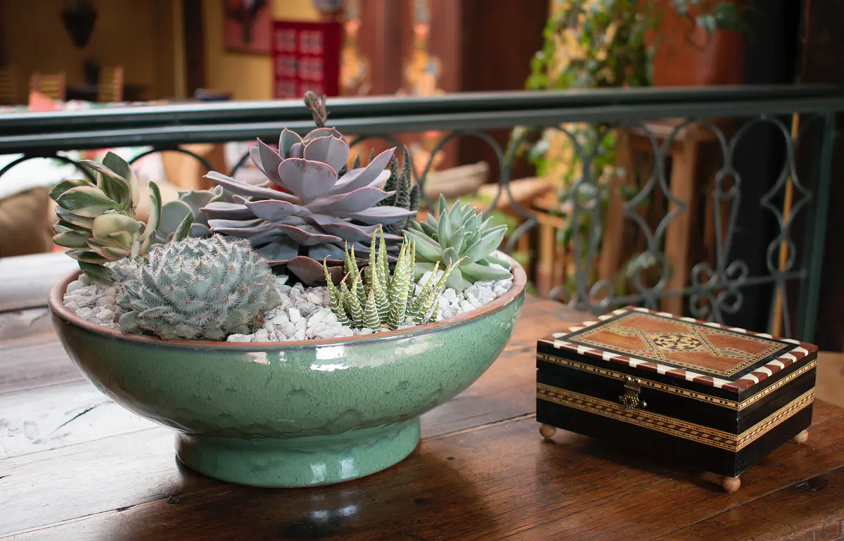 Bowl bajo
