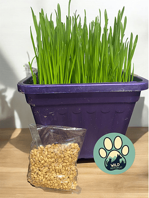 Semilla Hierba Gatera 50gr