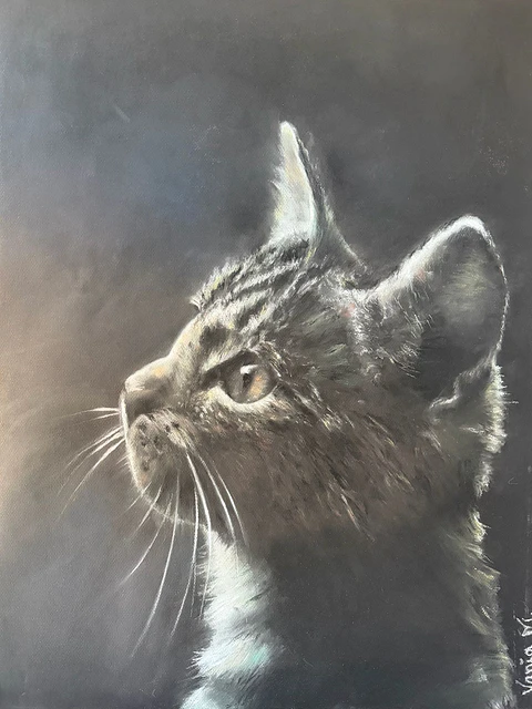 Gato bebé