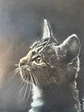 Gato bebé - Miniatura 2