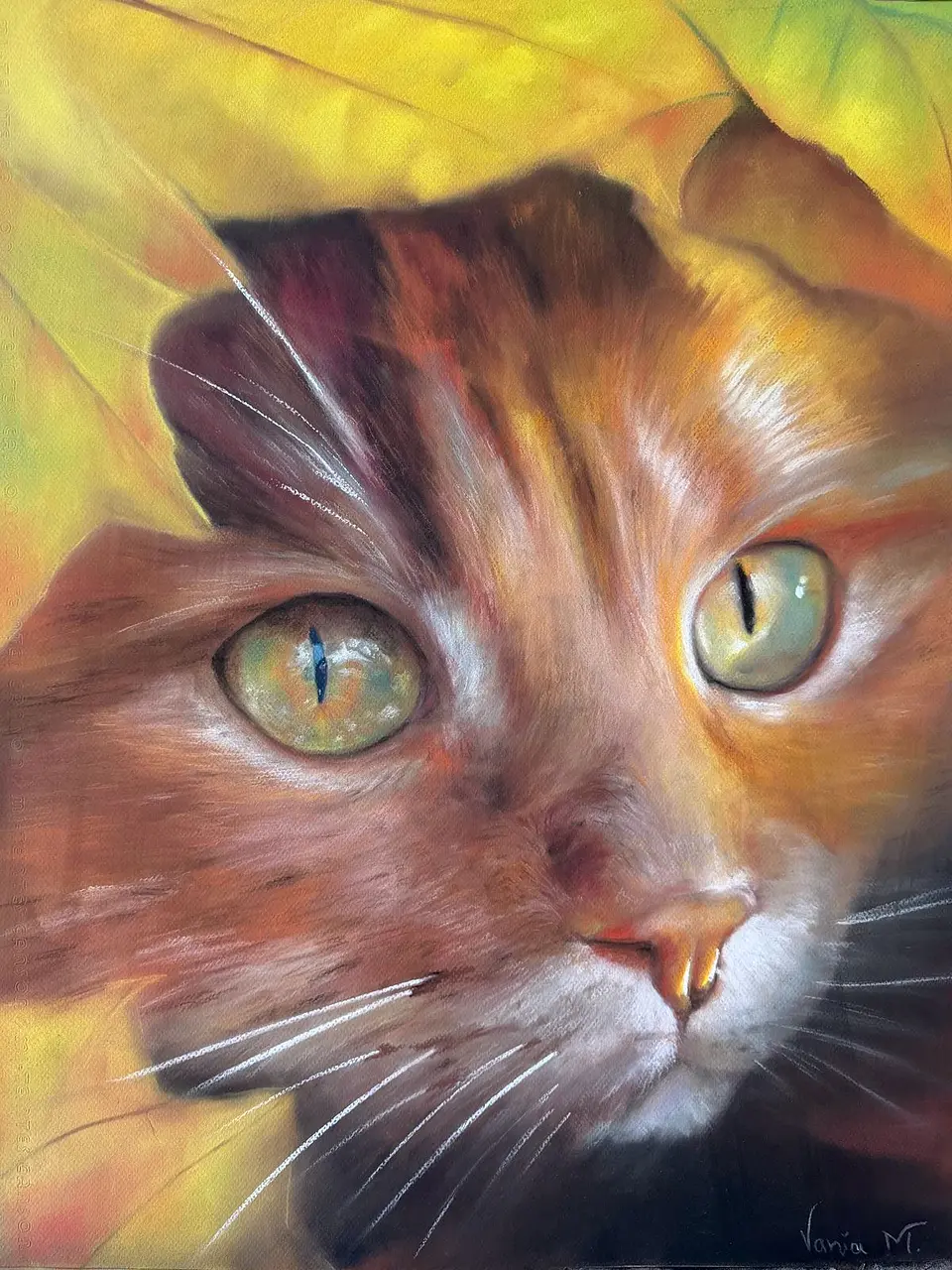 Gato naranjoso  2