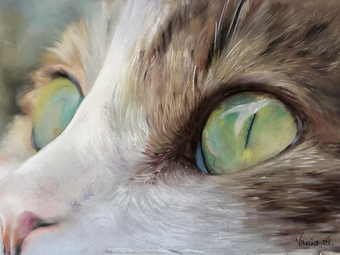 Gata Ámbar