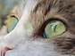 Gata Ámbar - Miniatura 1