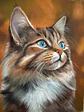 Gato angora  - Miniatura 2