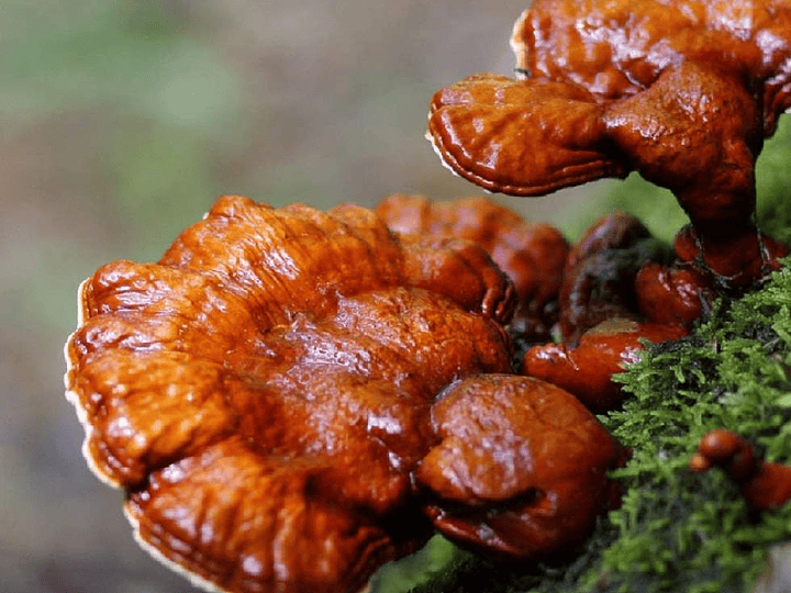 GANODERMA