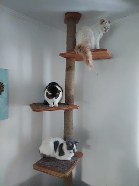 Pilar para gatos 2.30 metros 