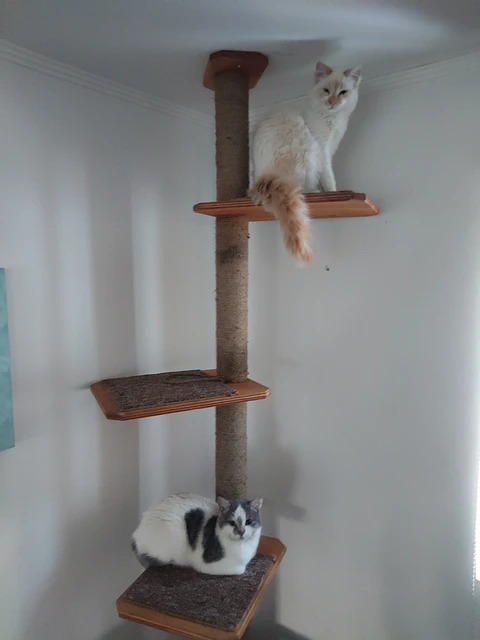 Pilar para gatos 2.30 metros 
