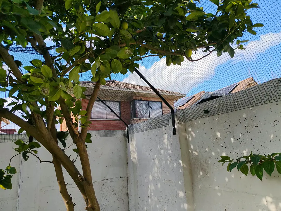 Cierre para gatos  1