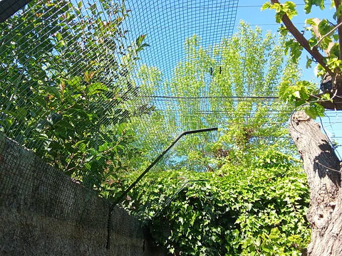 Cierre perimetral Gatos Malla metálica 