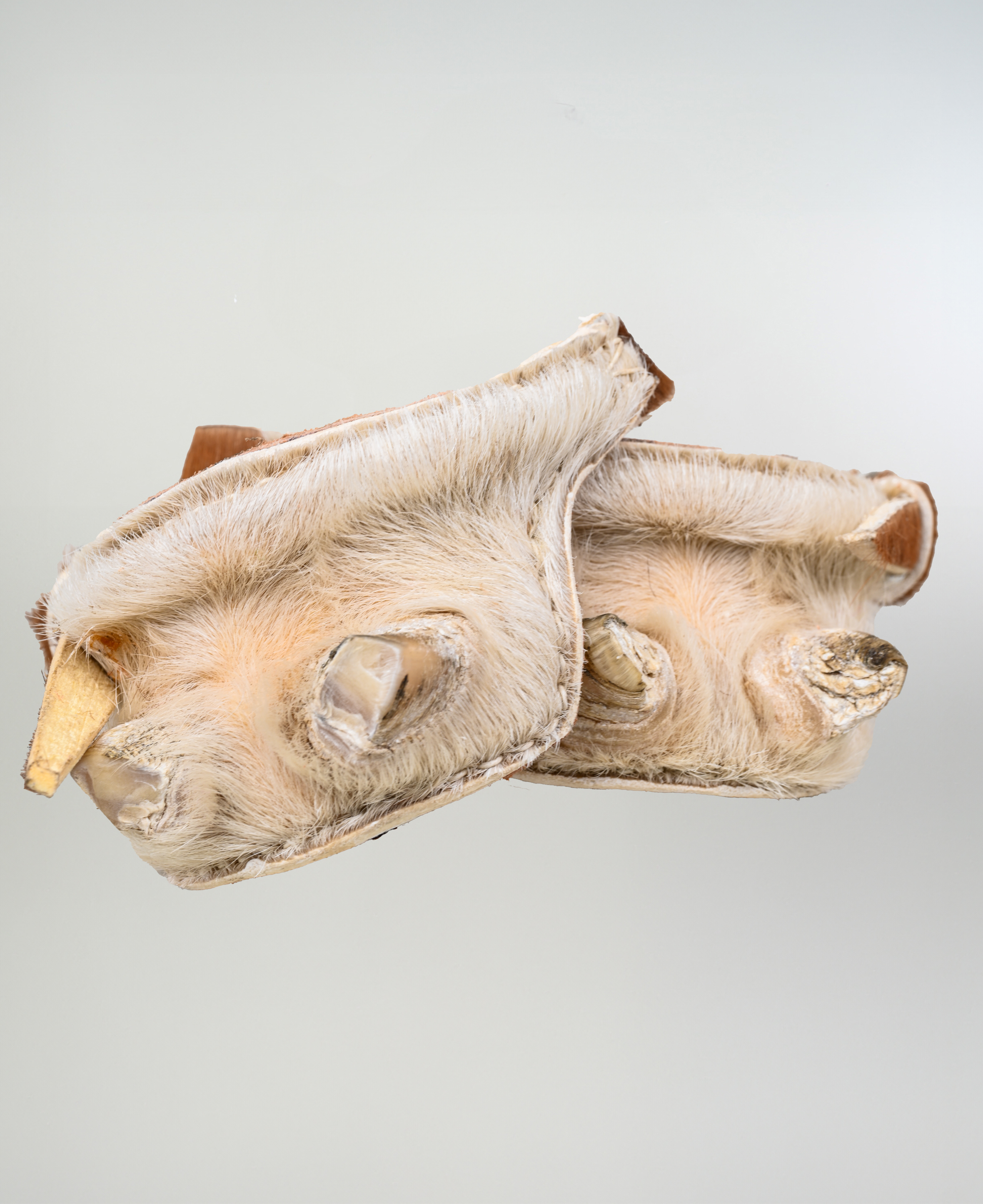 Talonera de Huaso Nonato imagen 1