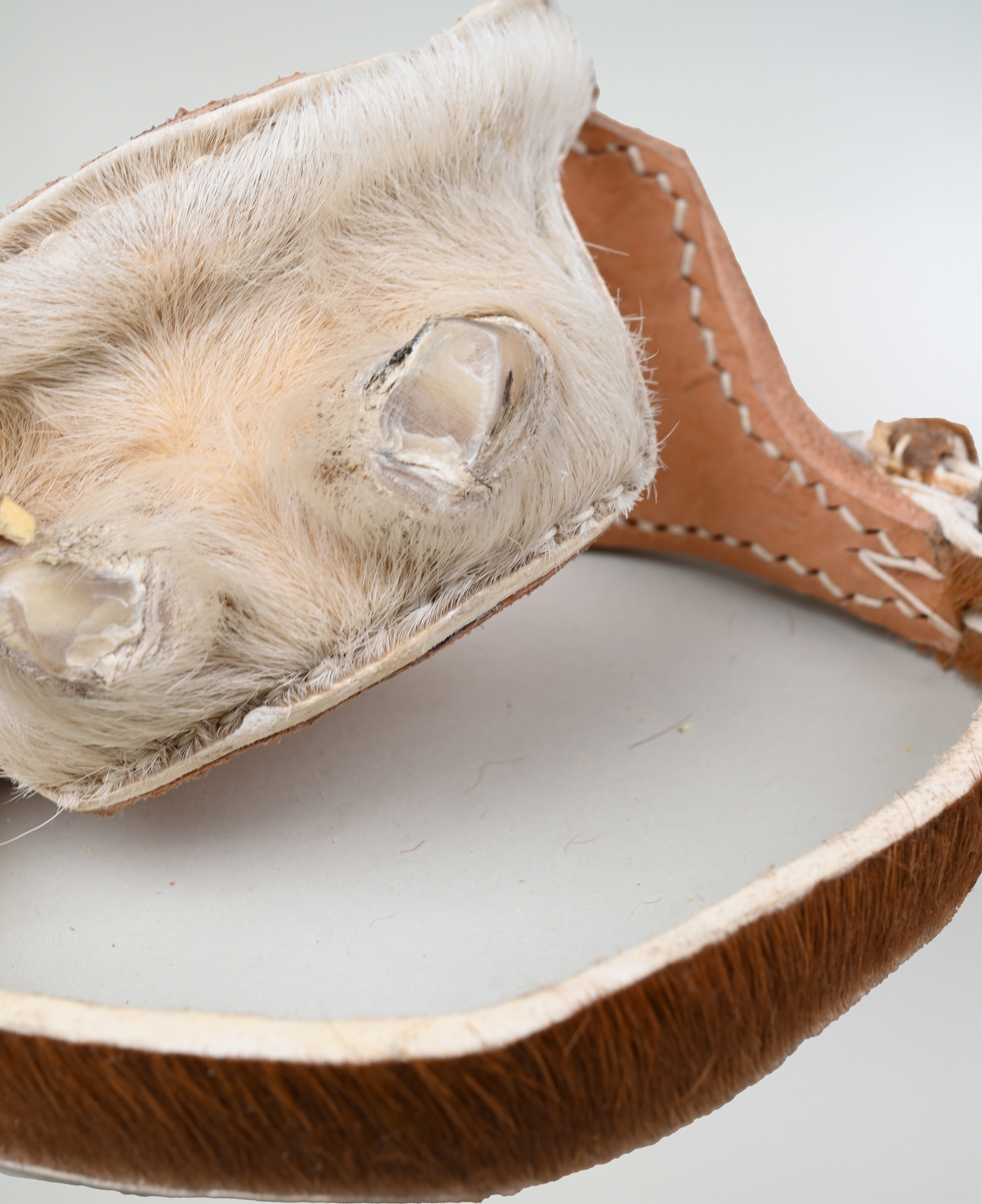 Talonera de Huaso Nonato imagen 4