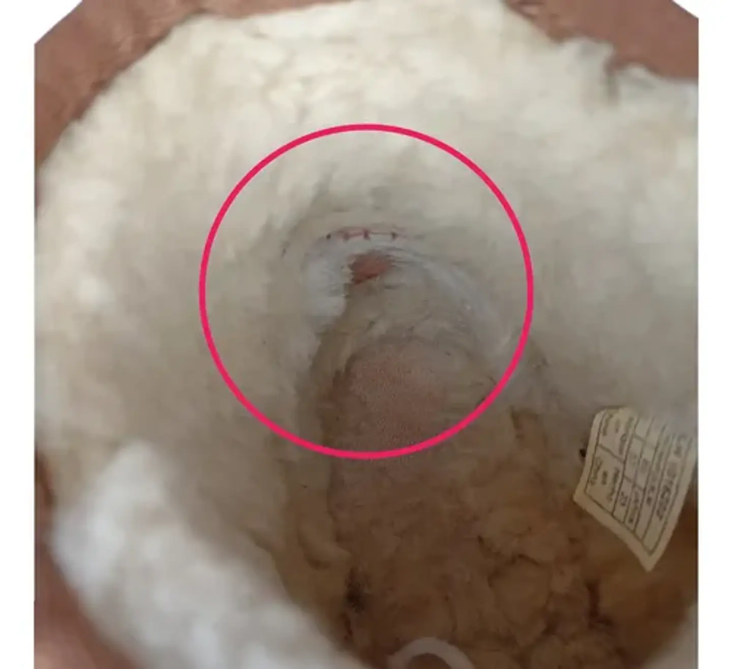 Bota UGG Classic Mini Cuero Y Lana De Oveja - Talla 36 10