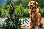 Cannabis Medicinal para Mascotas: Beneficios, Consideraciones y Opciones Naturales para su Bienestar