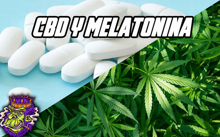 CBD y Melatonina: Cómo Pueden Complementarse para Mejorar la Ansiedad y el Sueño