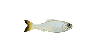 Amostra 6th Sense Panorama - Pro Blue - 3pcs