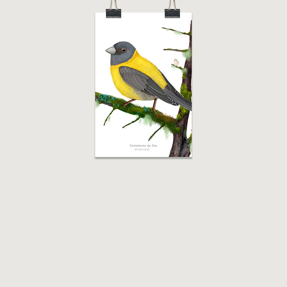 OFERTA!!  Láminas Aves de Chile, Cometocino, varios tamaños. 2
