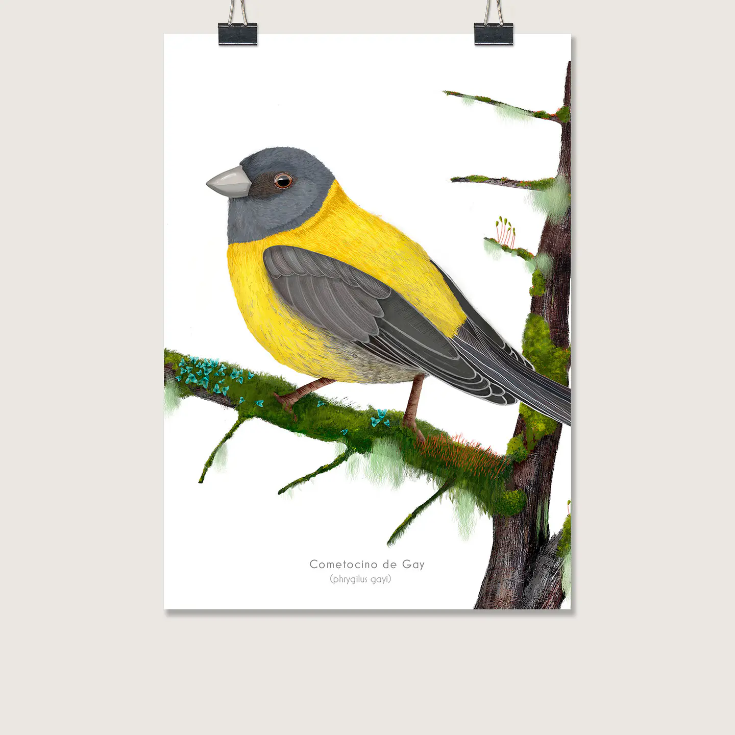OFERTA!!  Láminas Aves de Chile, Cometocino, varios tamaños. 1