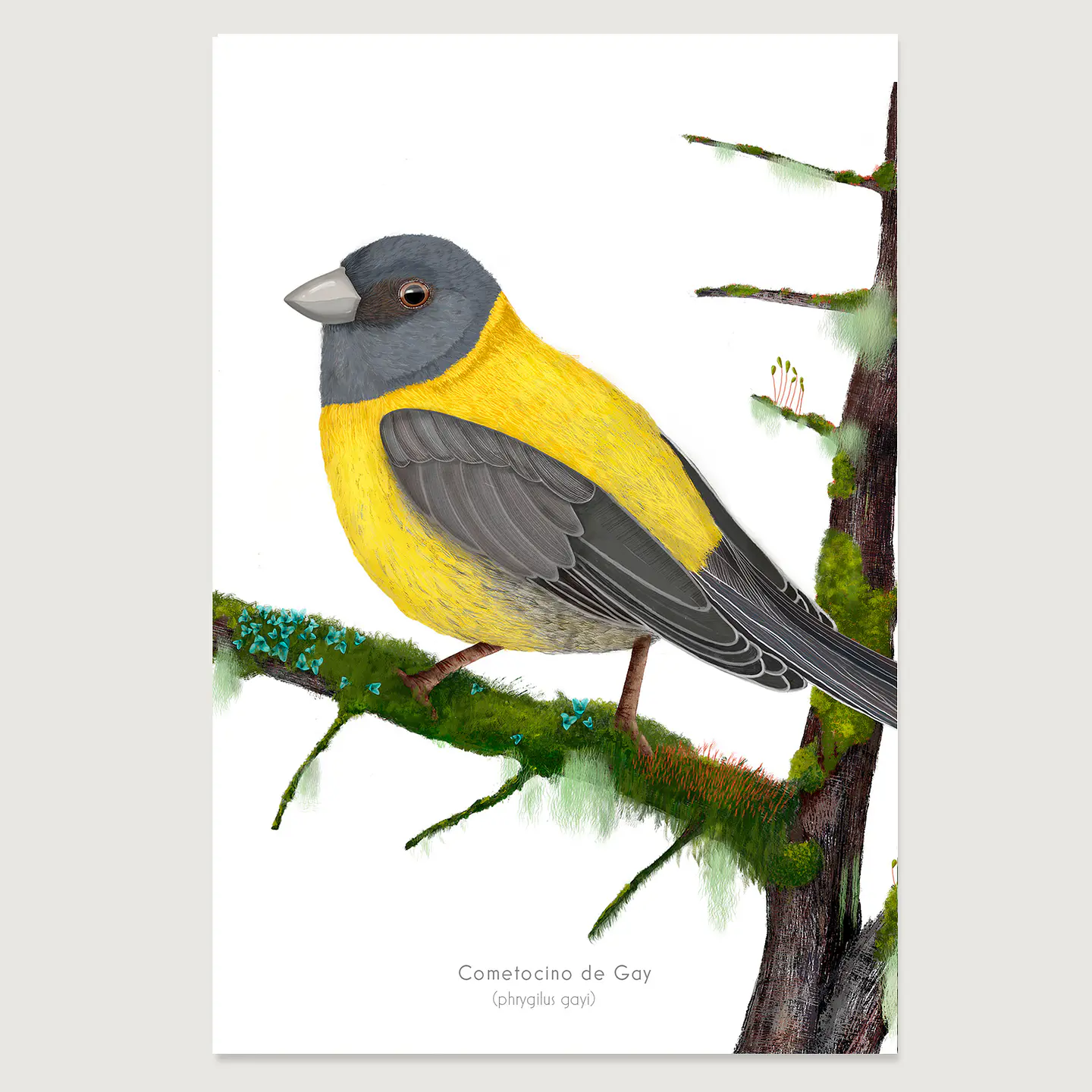 OFERTA!!  Láminas Aves de Chile, Cometocino, varios tamaños. 3