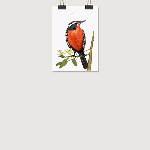 DESCUENTO!! Láminas Aves de Chile, Loica, varios tamaños. 