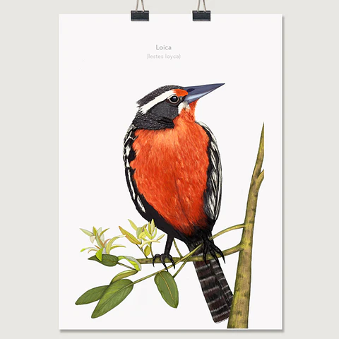 DESCUENTO!! Láminas Aves de Chile, Loica, varios tamaños. Desde $